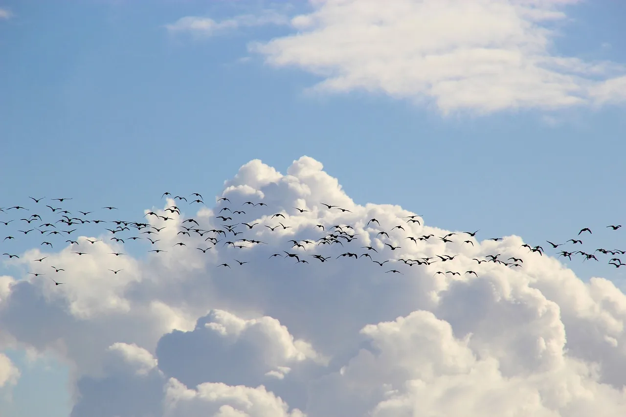 ¿Tu loro te llama por tu nombre? La ciencia confirma que no solo imitan